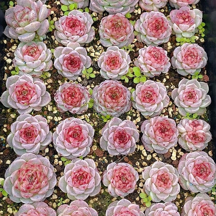 126 多肉植物盆栽花卉植物