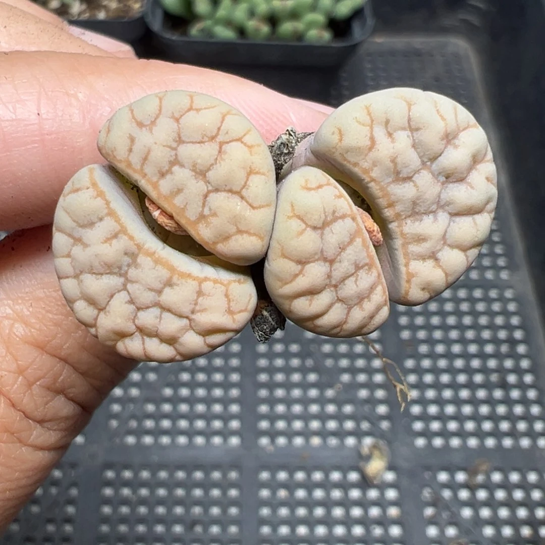 【闪购商品】1030……