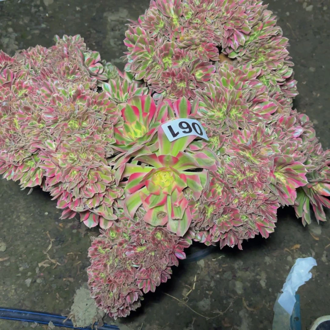 女巫法师16//////////37包邮