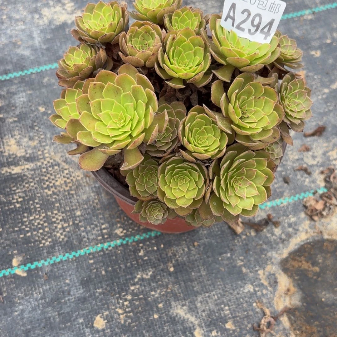 294多肉植物捧花的时候