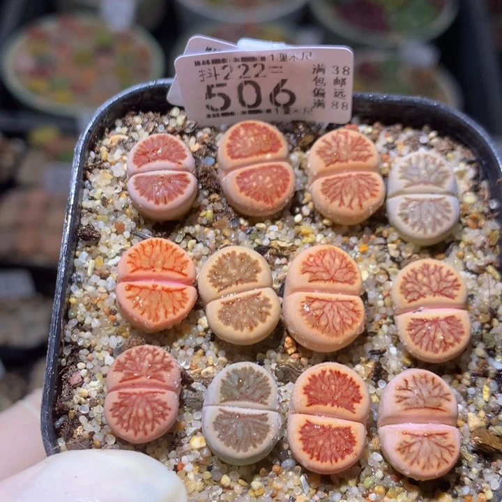 小*乖精品生石花223.506