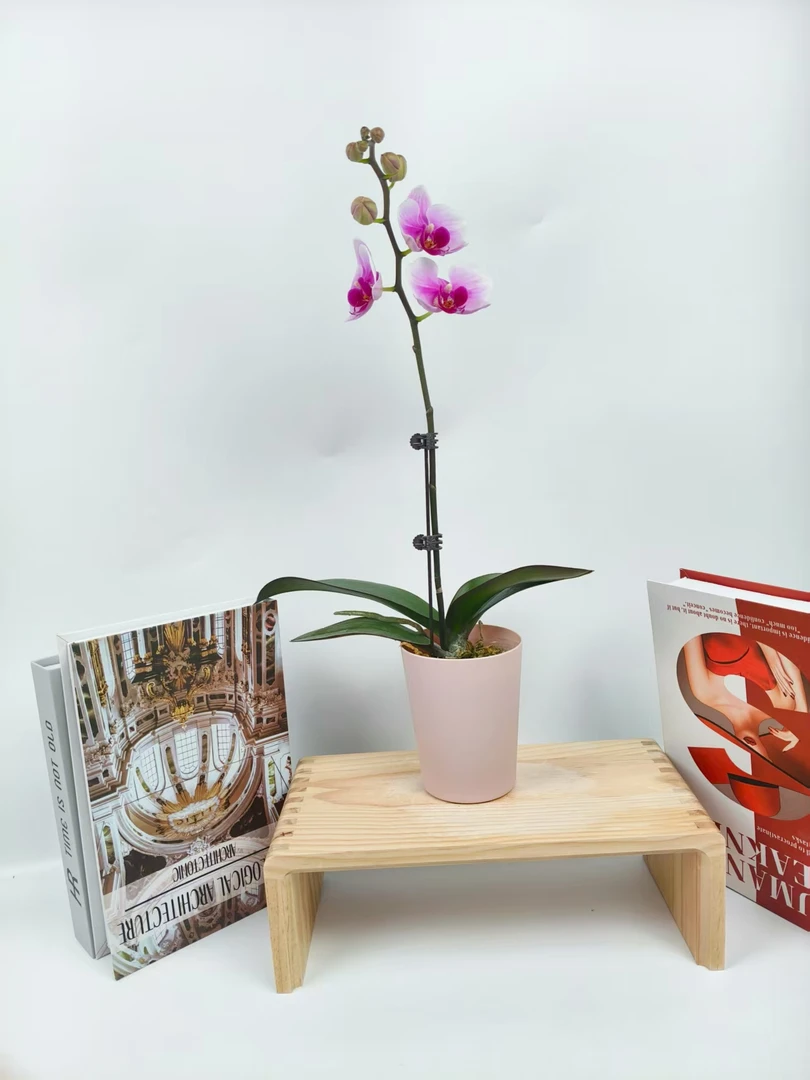 【绝代双骄】蝴蝶兰 紫色大花型 四季花 室内花精品 源头基地直