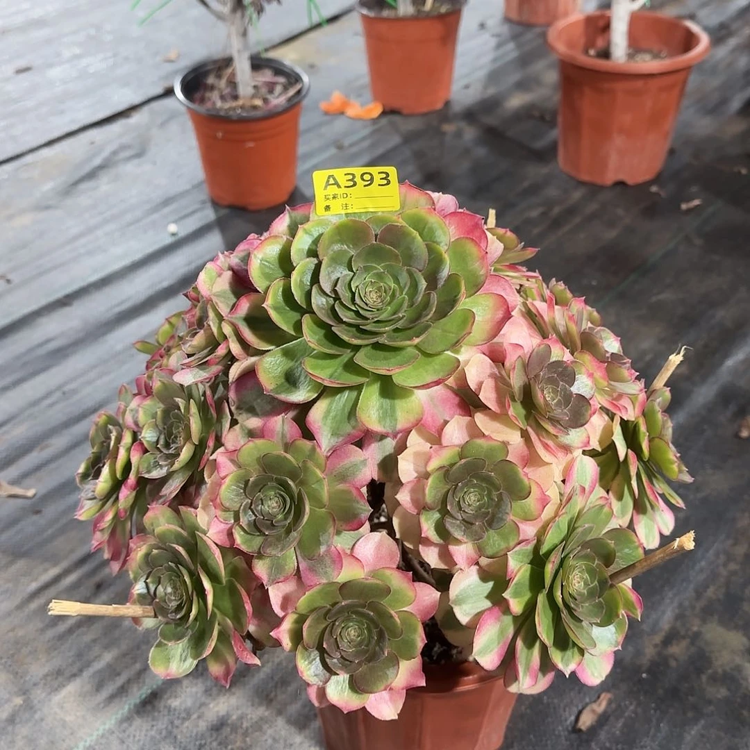 雨荷法师多肉植物393