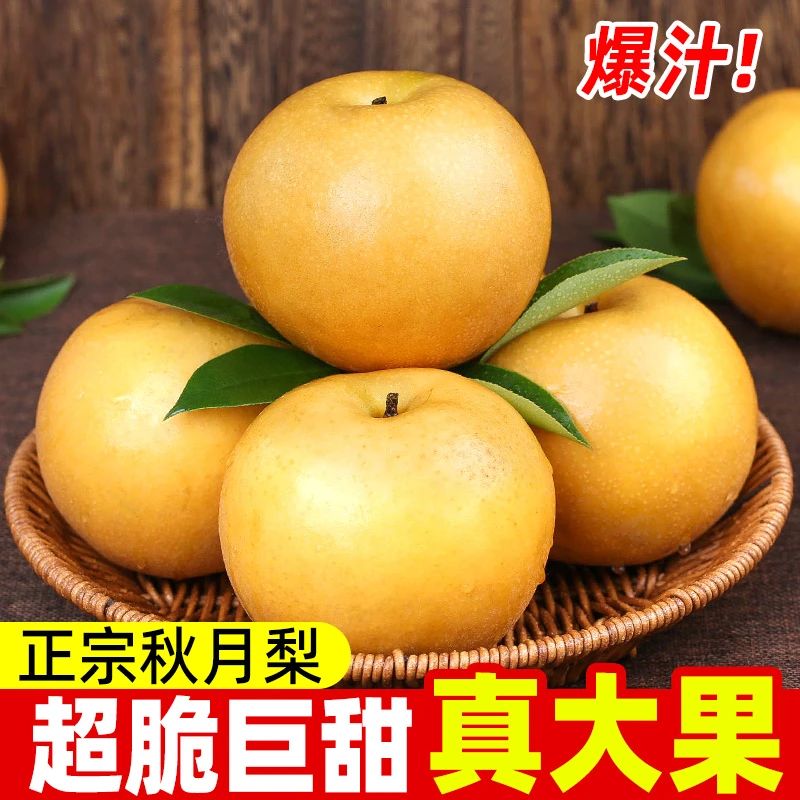 山东莱阳莱西正宗秋月梨新鲜现摘当季水果脆甜多汁皮薄肉产地包邮