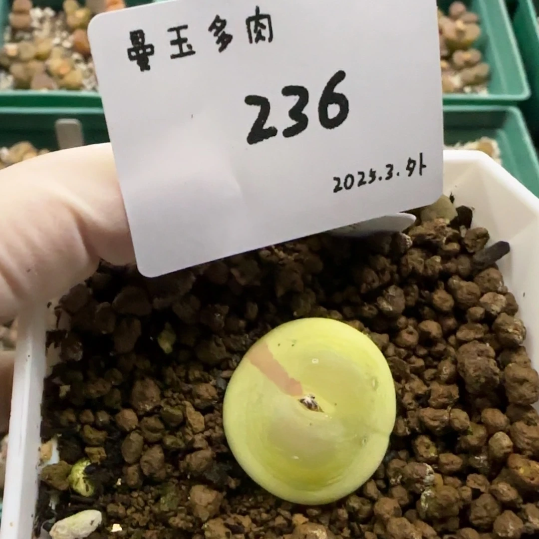 庄***鱼多肉多肉多236