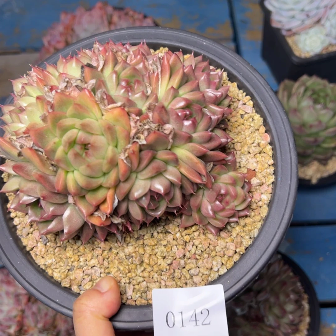 Z*Y0142肉多么多哦哟