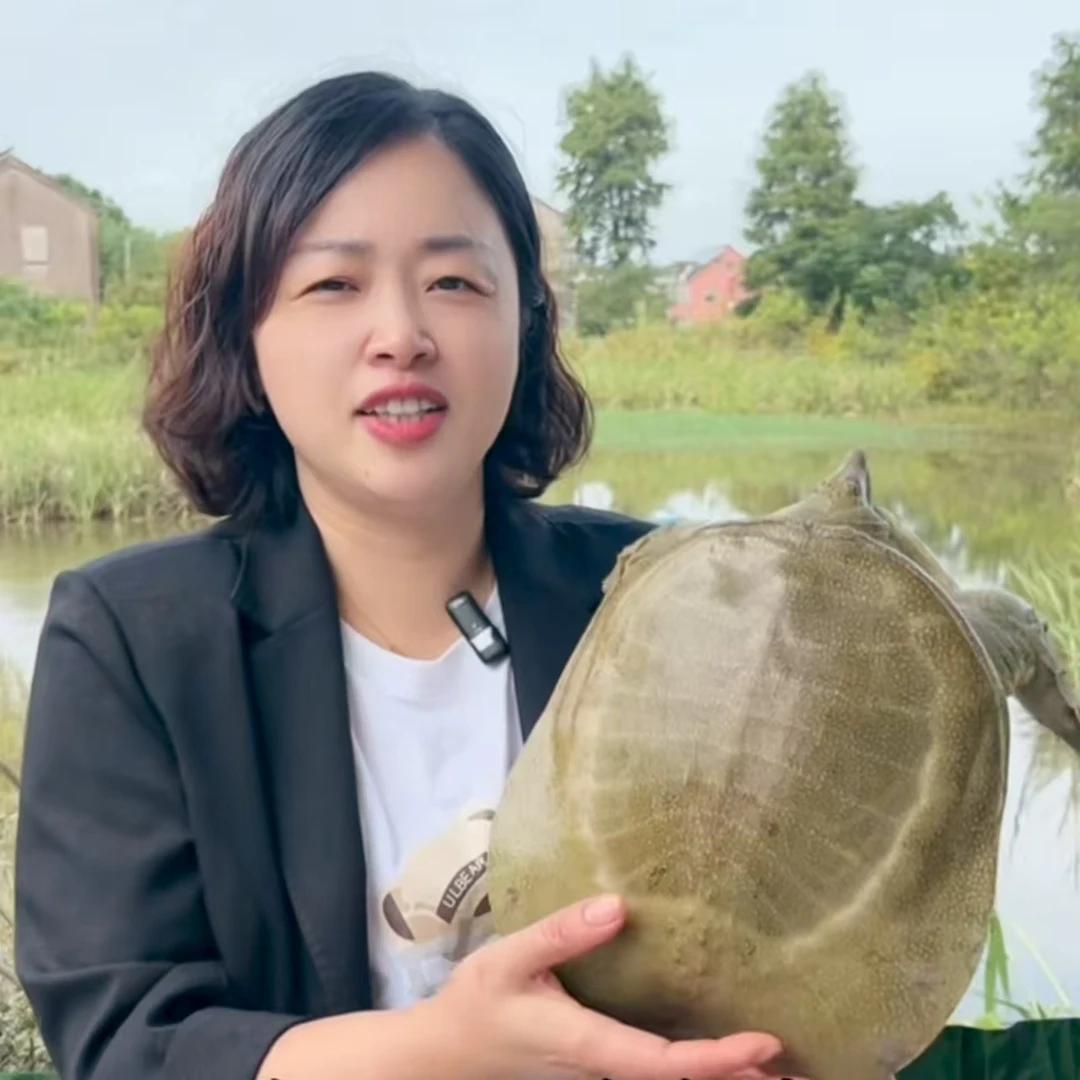 《公鳖》外塘生态白油甲鱼