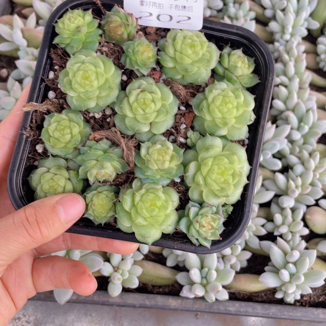 糕大上多肉植物202