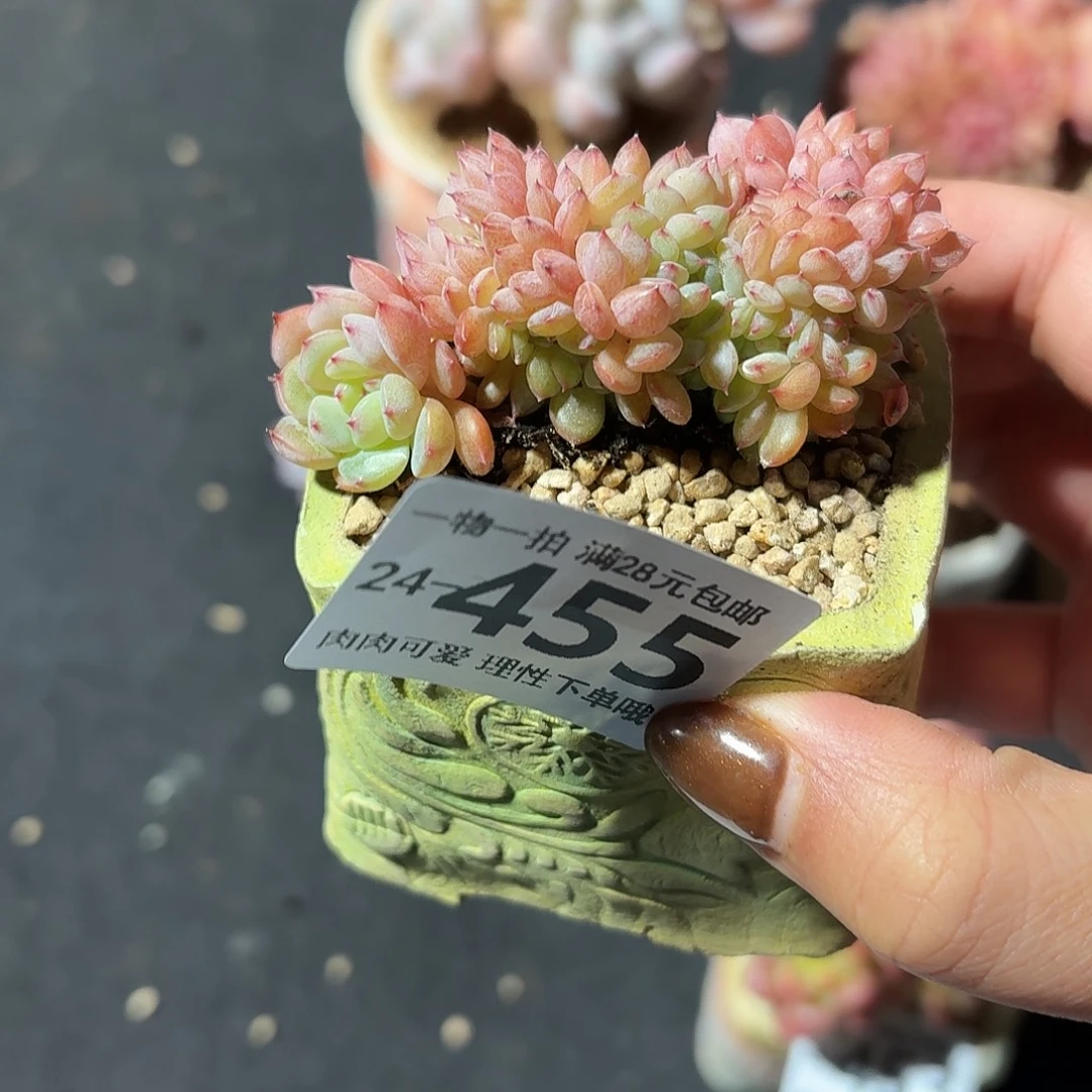 白胖子缀化无盆土发货无盆土无