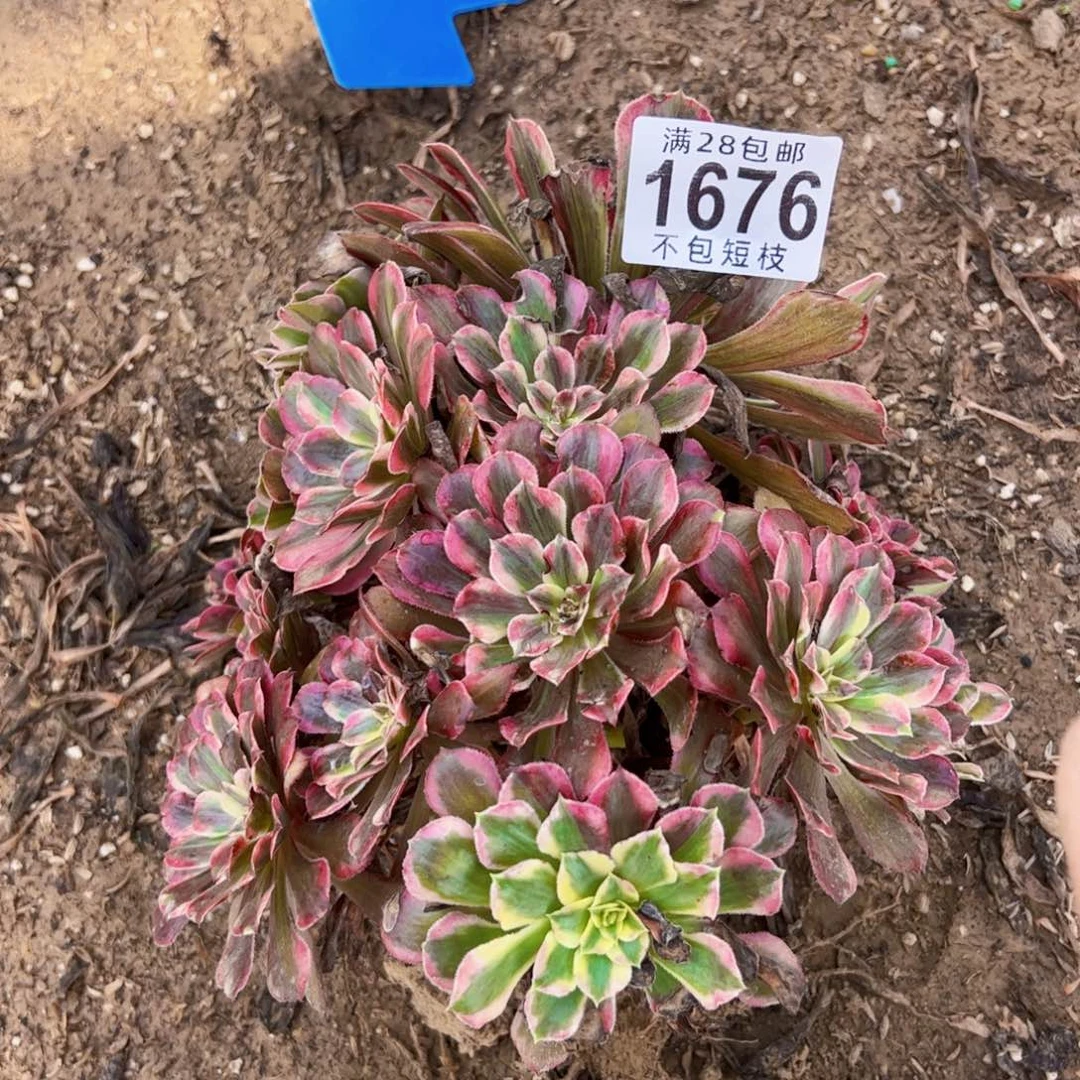 同花顺多肉植物法师1676
