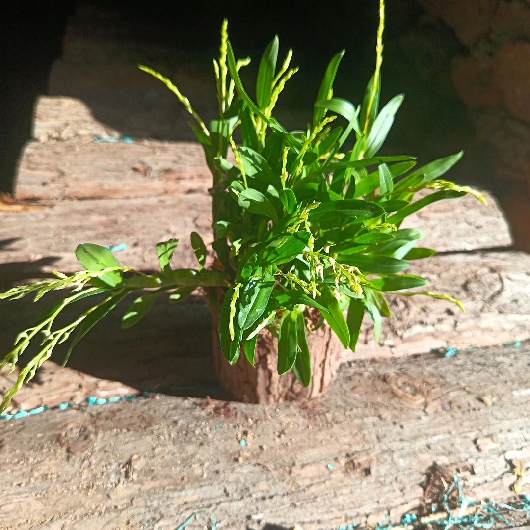 木桩栽种珍虫石斛兰发货鲜花枝干泡茶煲汤花期9 - 10月