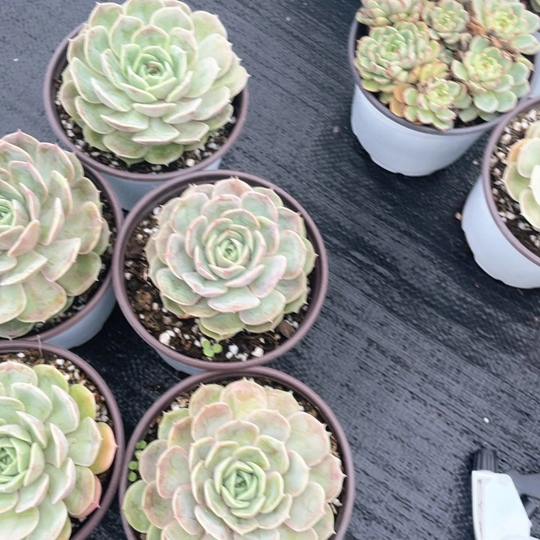 昂斯诺大单头福利带盆发货