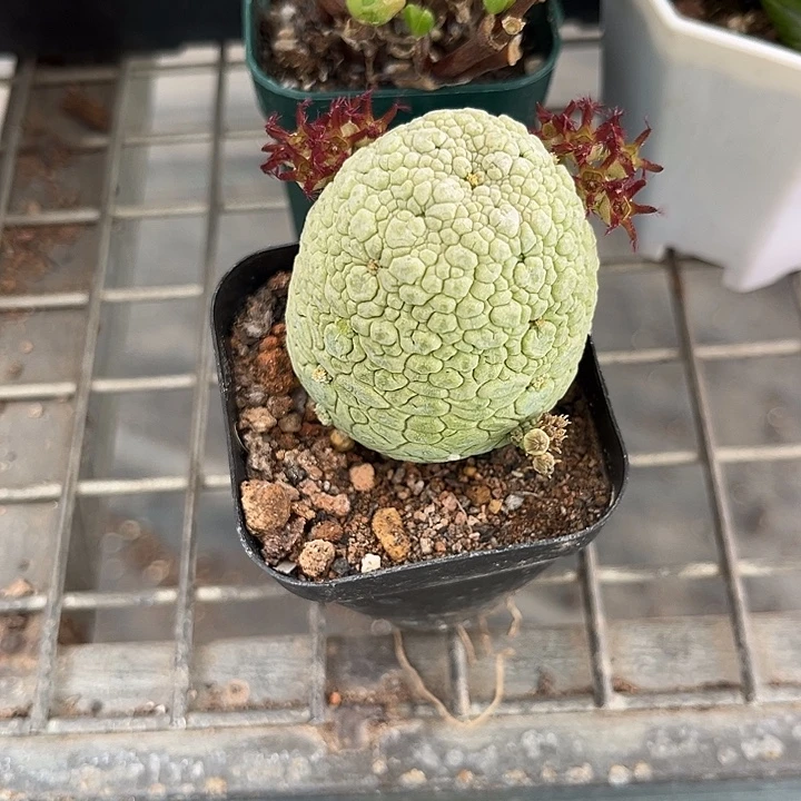 我也不知道我为什么要这样