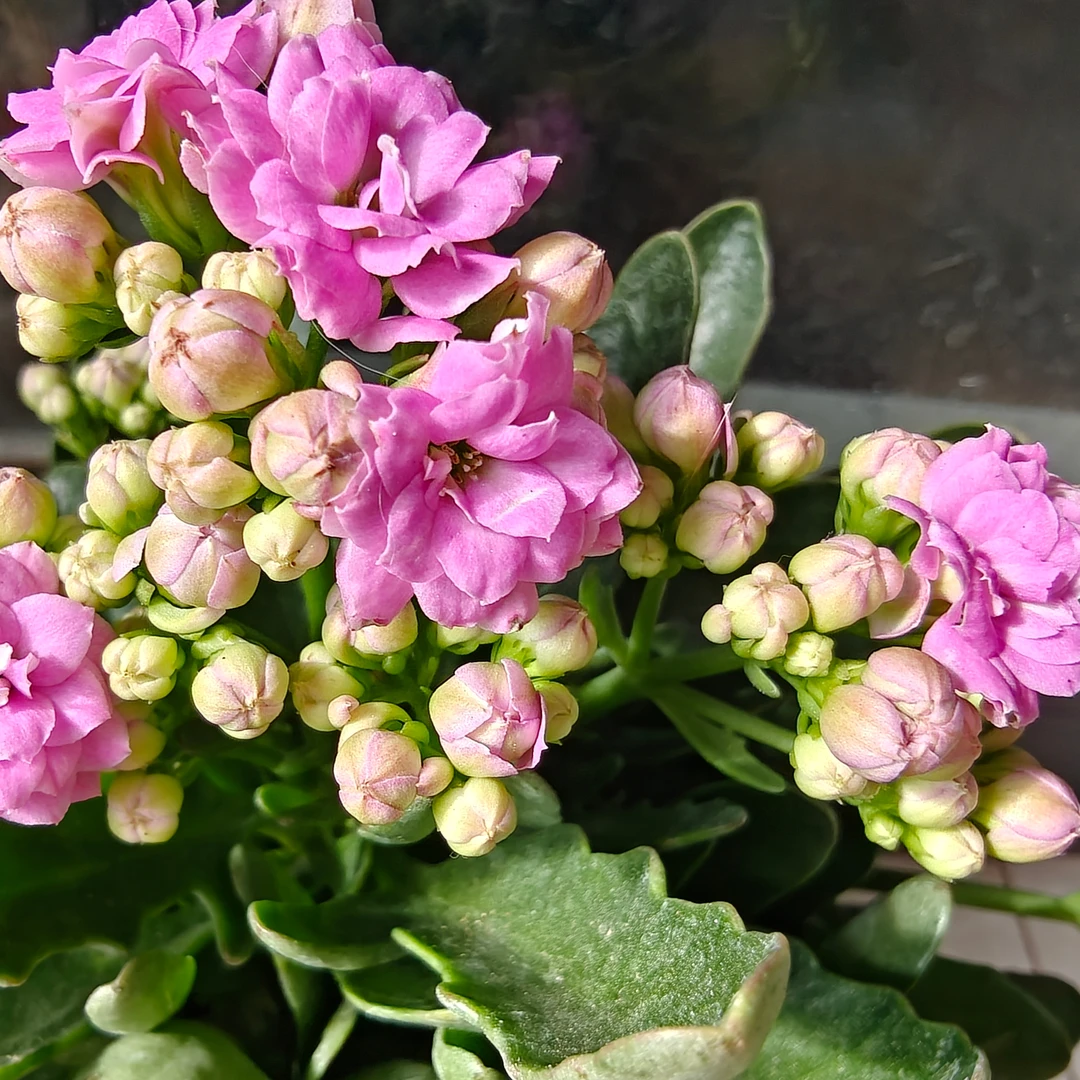【梅尔蒂斯】紫云霜稀有香芋紫重瓣长寿花
