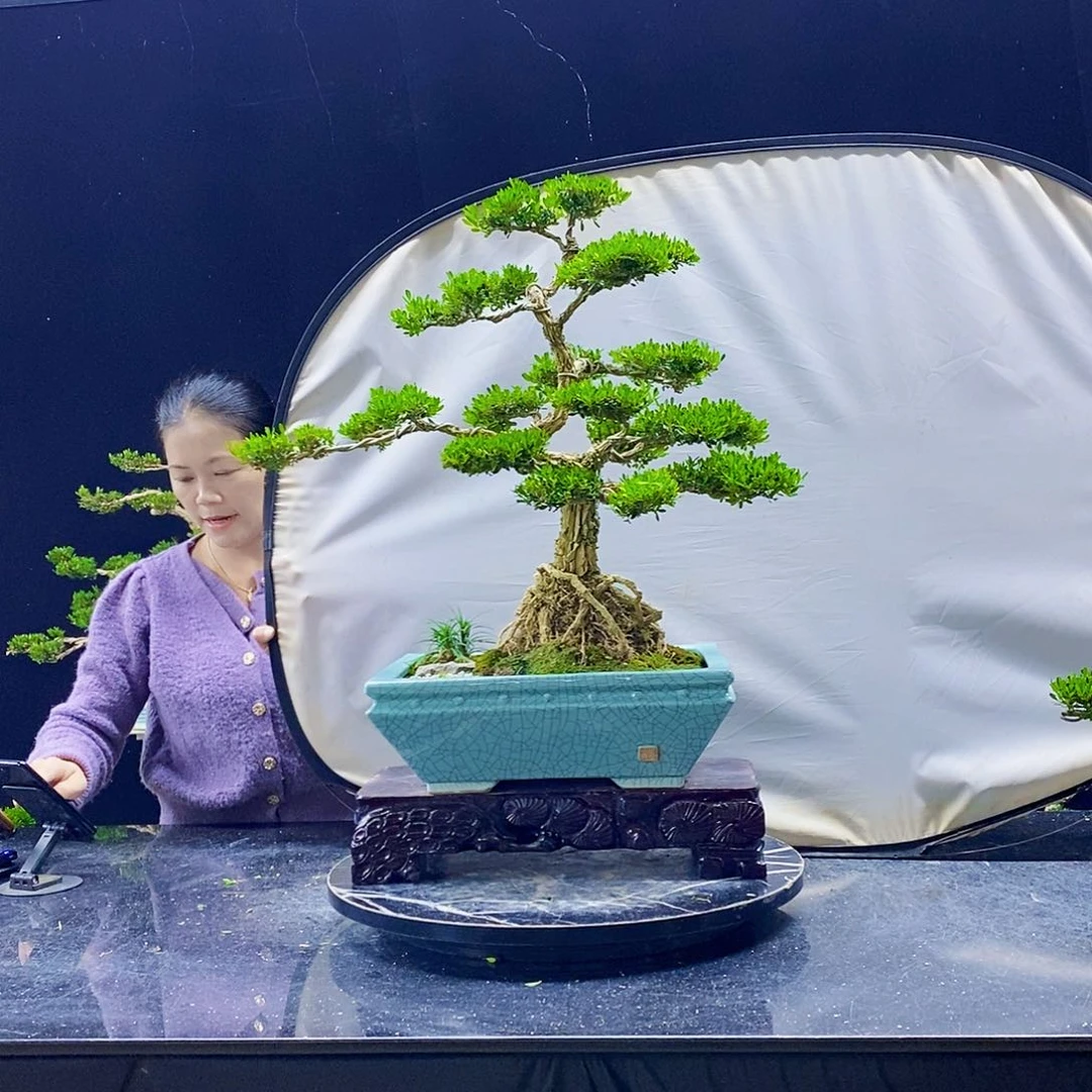 无花朵黄杨盆景造型