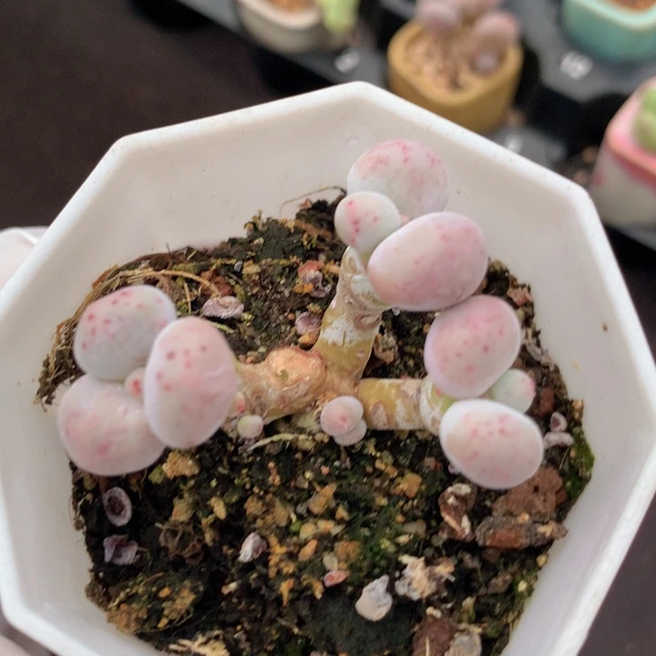 库福奶酪 洒血点 一物一拍 木质老桩