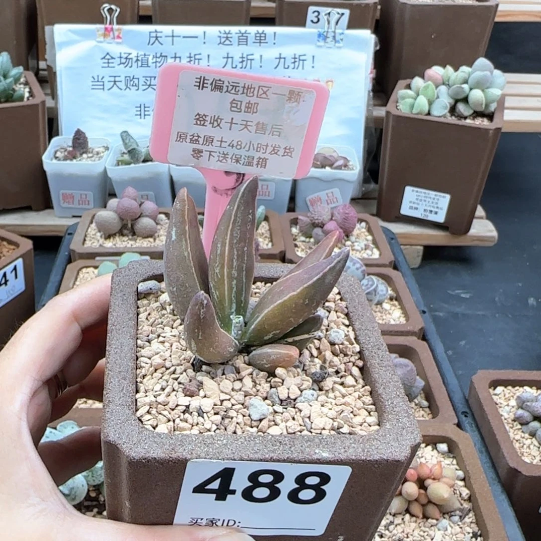 488黑肌楞叶多肉植物
