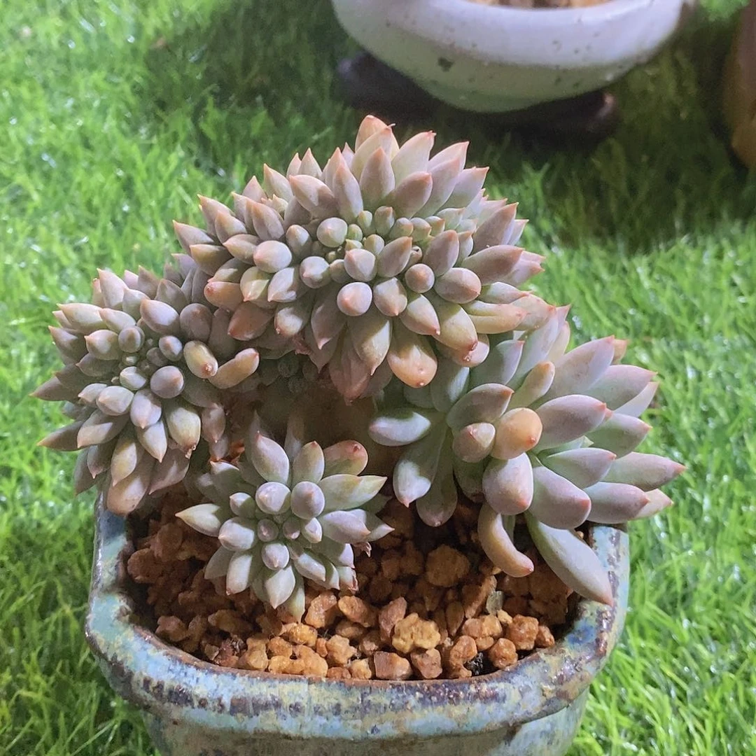 所罗门缀小树