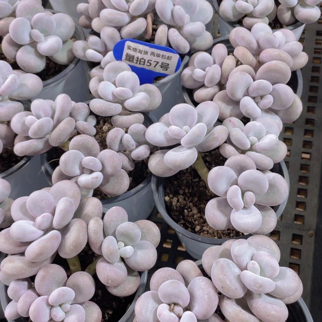 量拍 57号 大叶奶水光针原始奶大群生一个