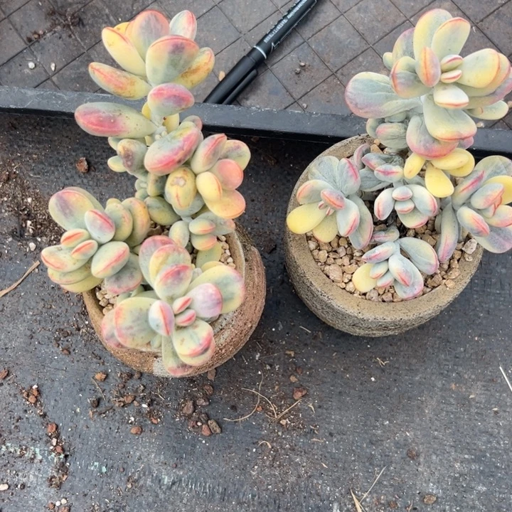 无花朵312号福娘锦两个无砍