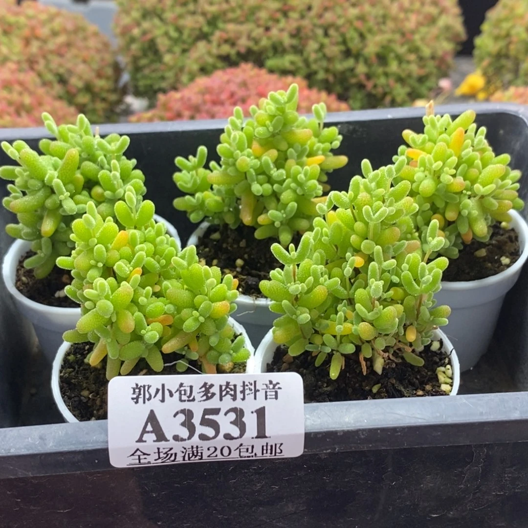 ****蜜橘糖球3531枝干番杏