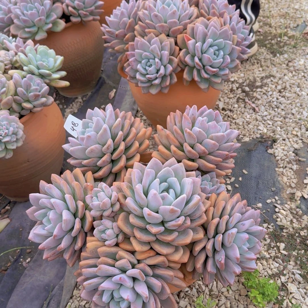 48奥普琳娜多肉植物