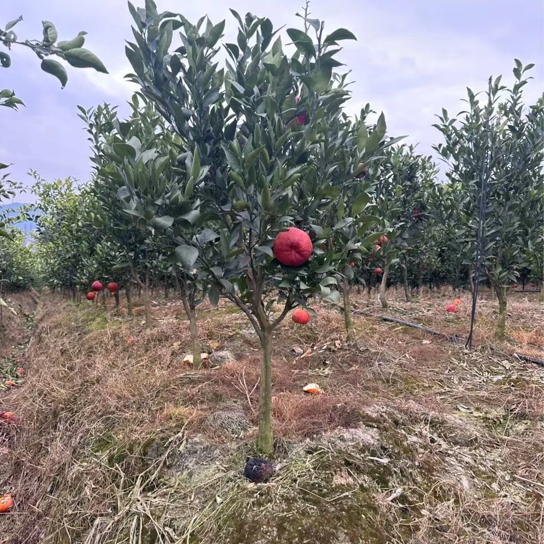 正宗爱媛果冻橙苗嫁接苗适合盆栽地栽种植