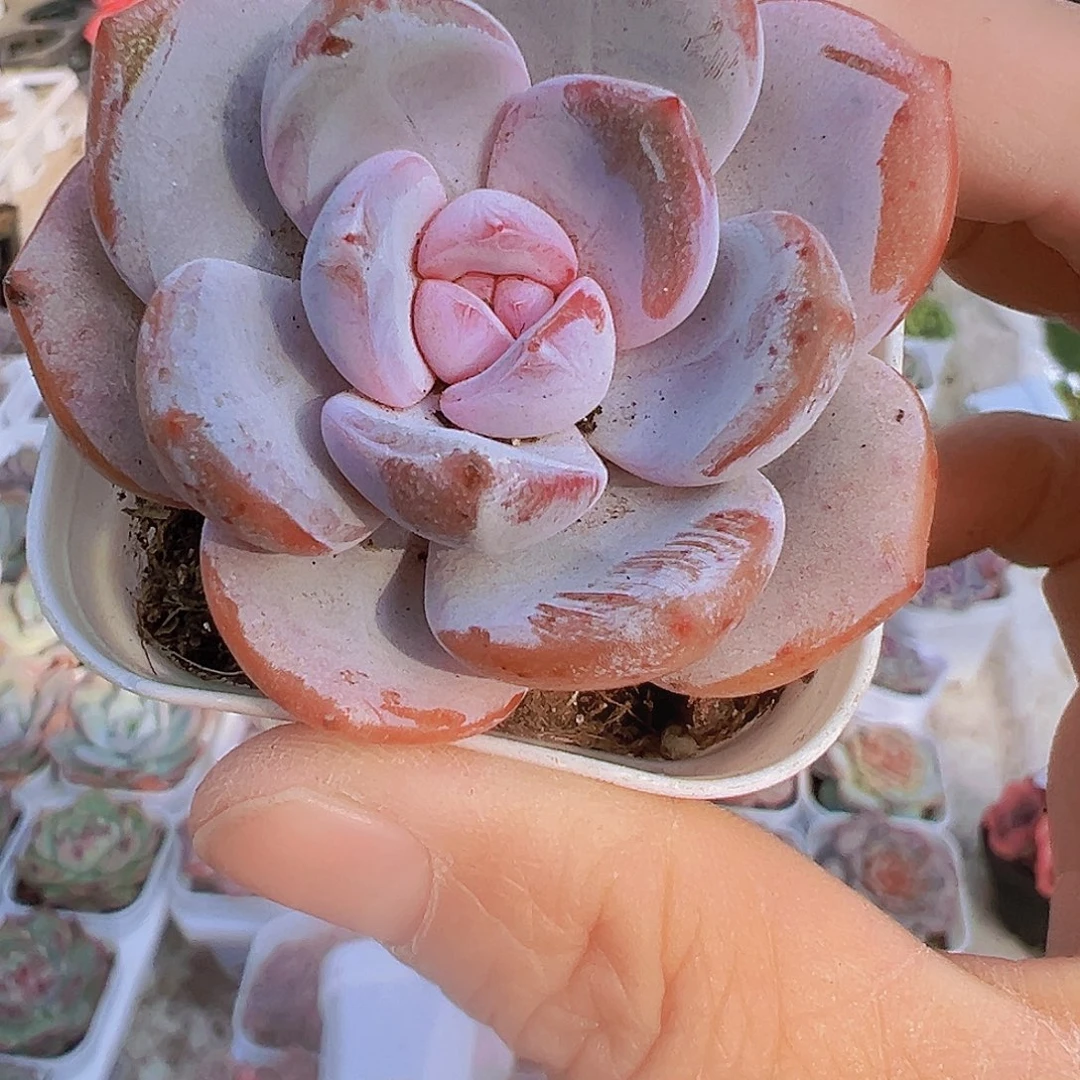 韩版奶茶1盆19包邮多肉