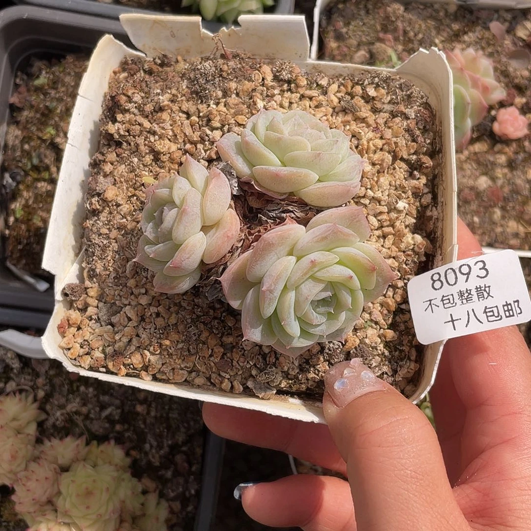 8093。  侧影。