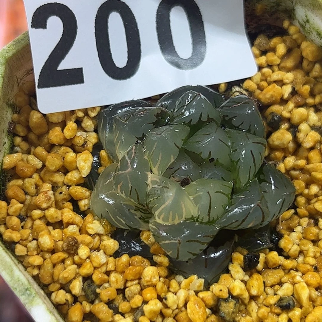 水中月锦十二卷多肉