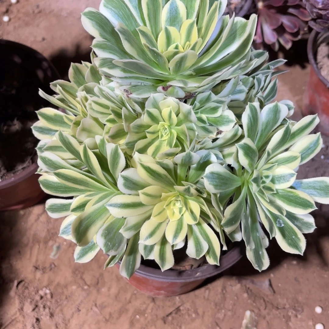 迈巴赫9.9木质老桩