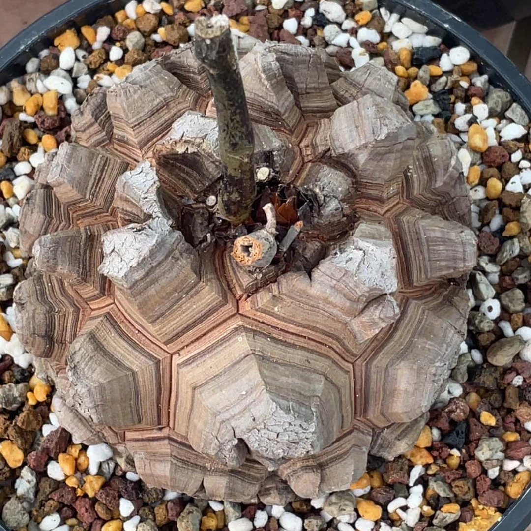 剑甲，龟甲龙，一物一拍