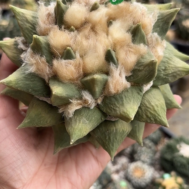 袖蒲苗接落地仙人球55