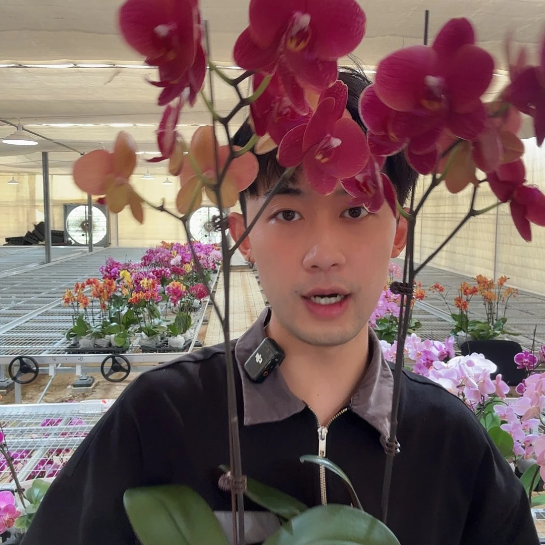 完全开放突尼斯两颗装
