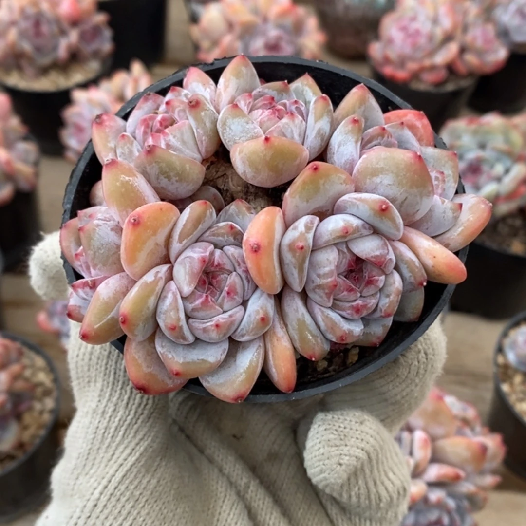 小脸六头带意外紫心