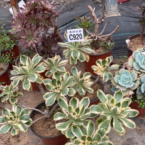 920燕子锦不包断枝