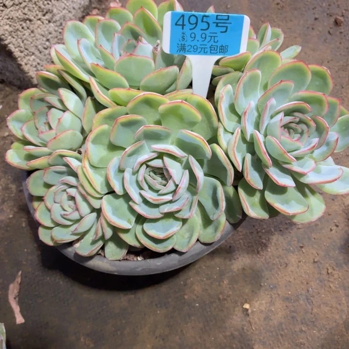 小***丁多肉植物一物一拍满29元包邮495