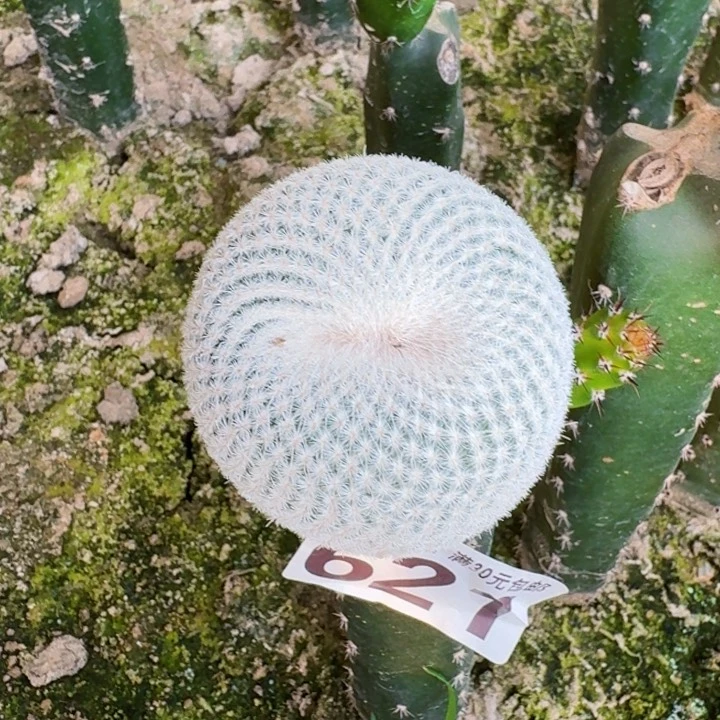 621伊朗丸缀化仙人球
