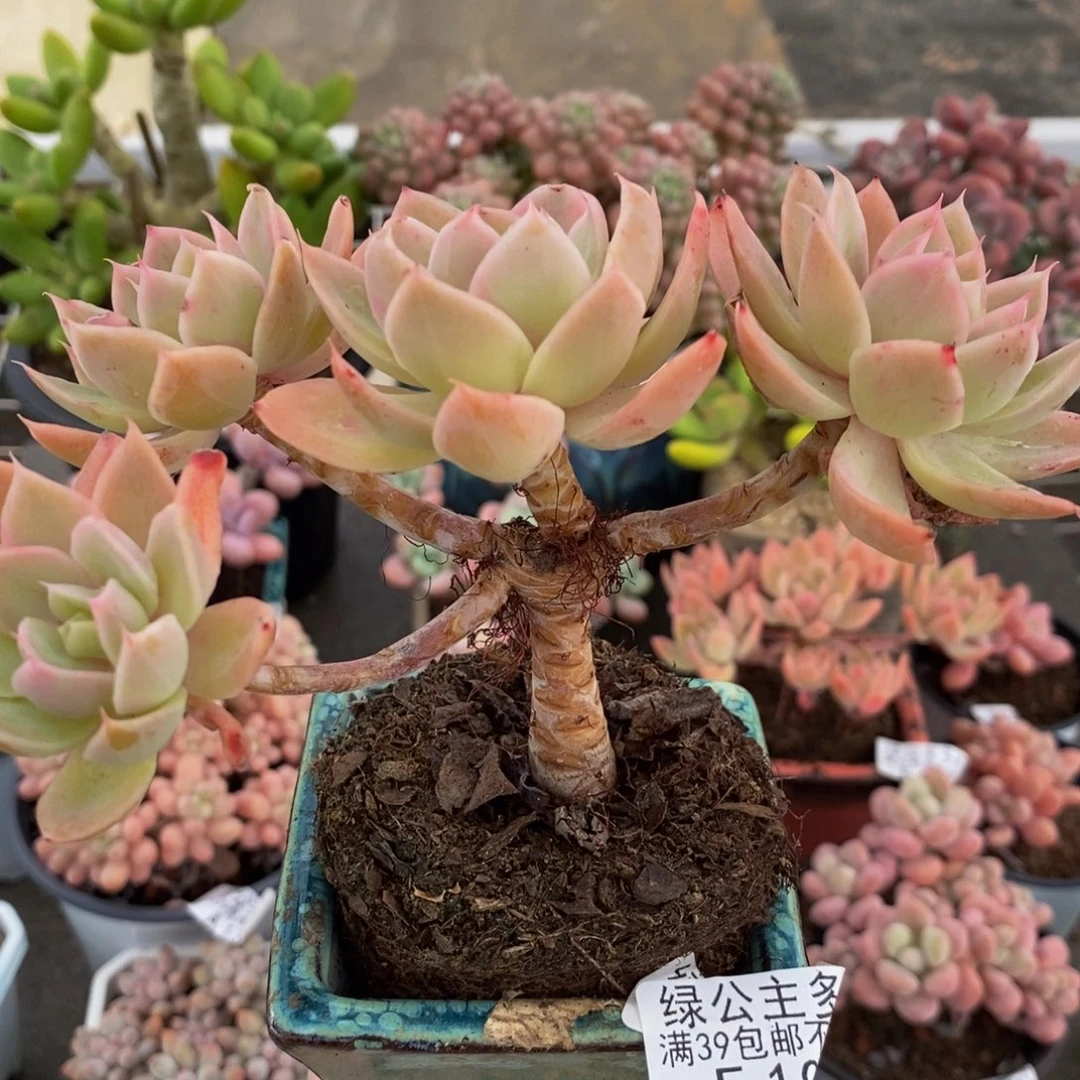 1088丝绸面纱12cm多肉