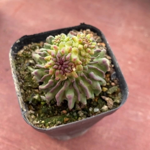 精子球单3仙人球