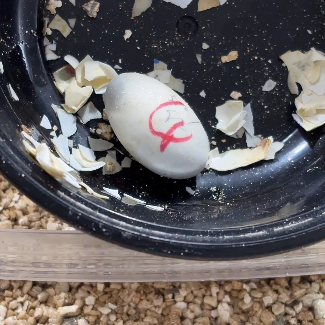 母宠物龟美版小种蛋现开包全品