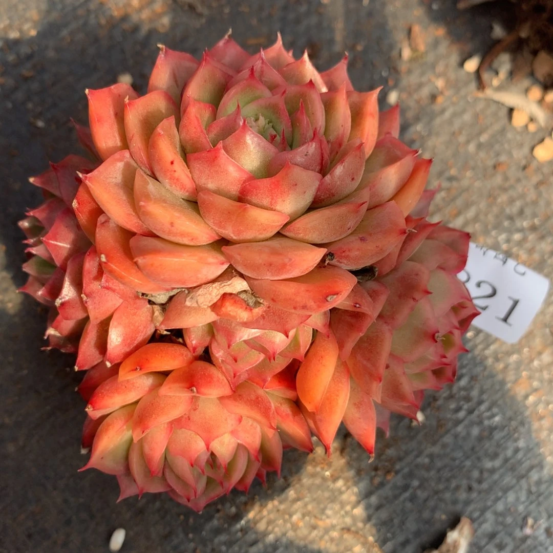 3821杂交精品基地8厘米