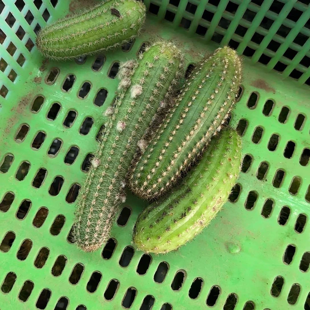 白檀4颗颜色侧牙20包邮仙人球