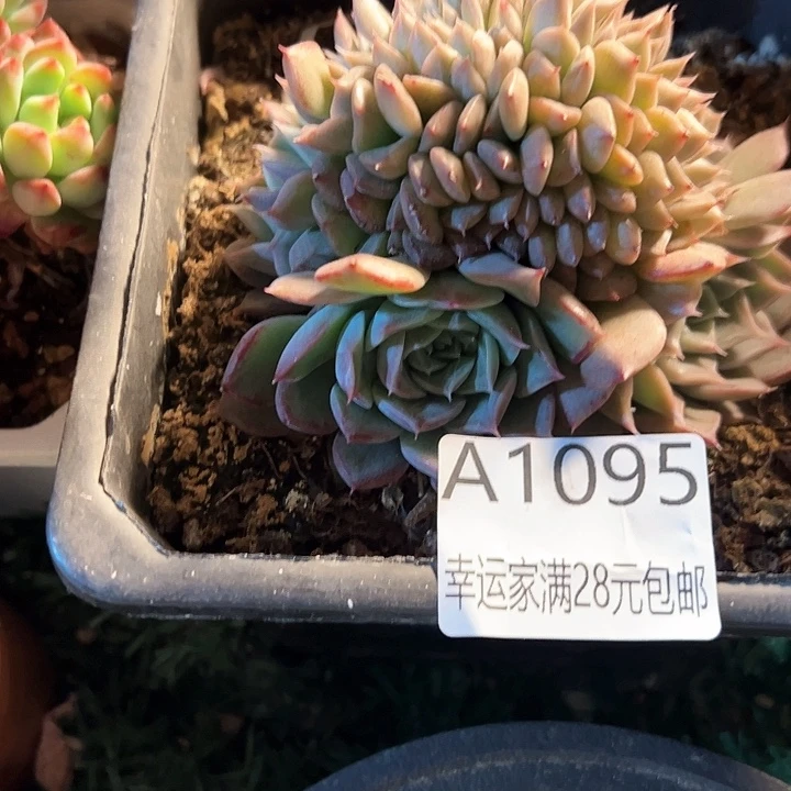 幸运的是我的朋友们