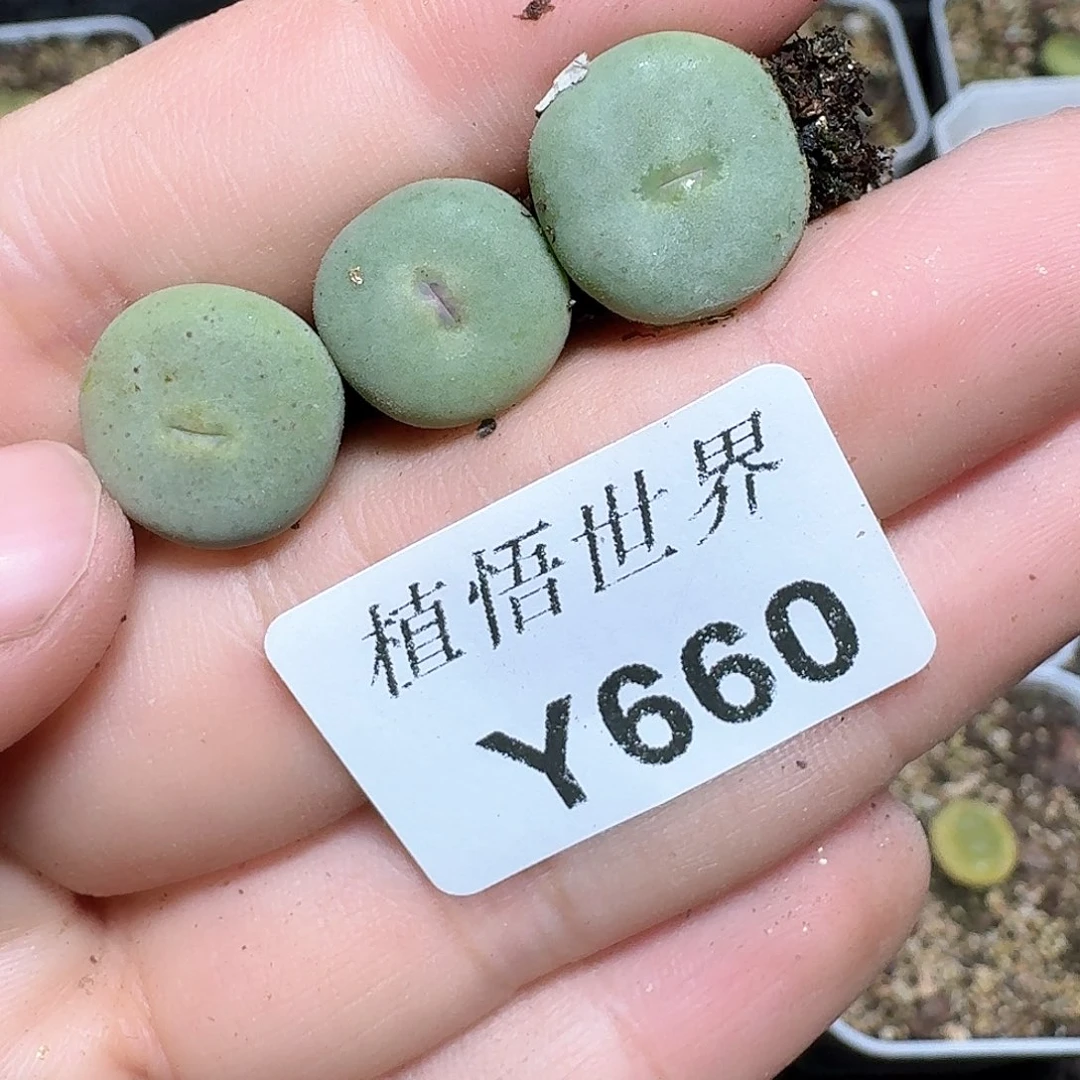 660厚德载物哇发多肉植物哇
