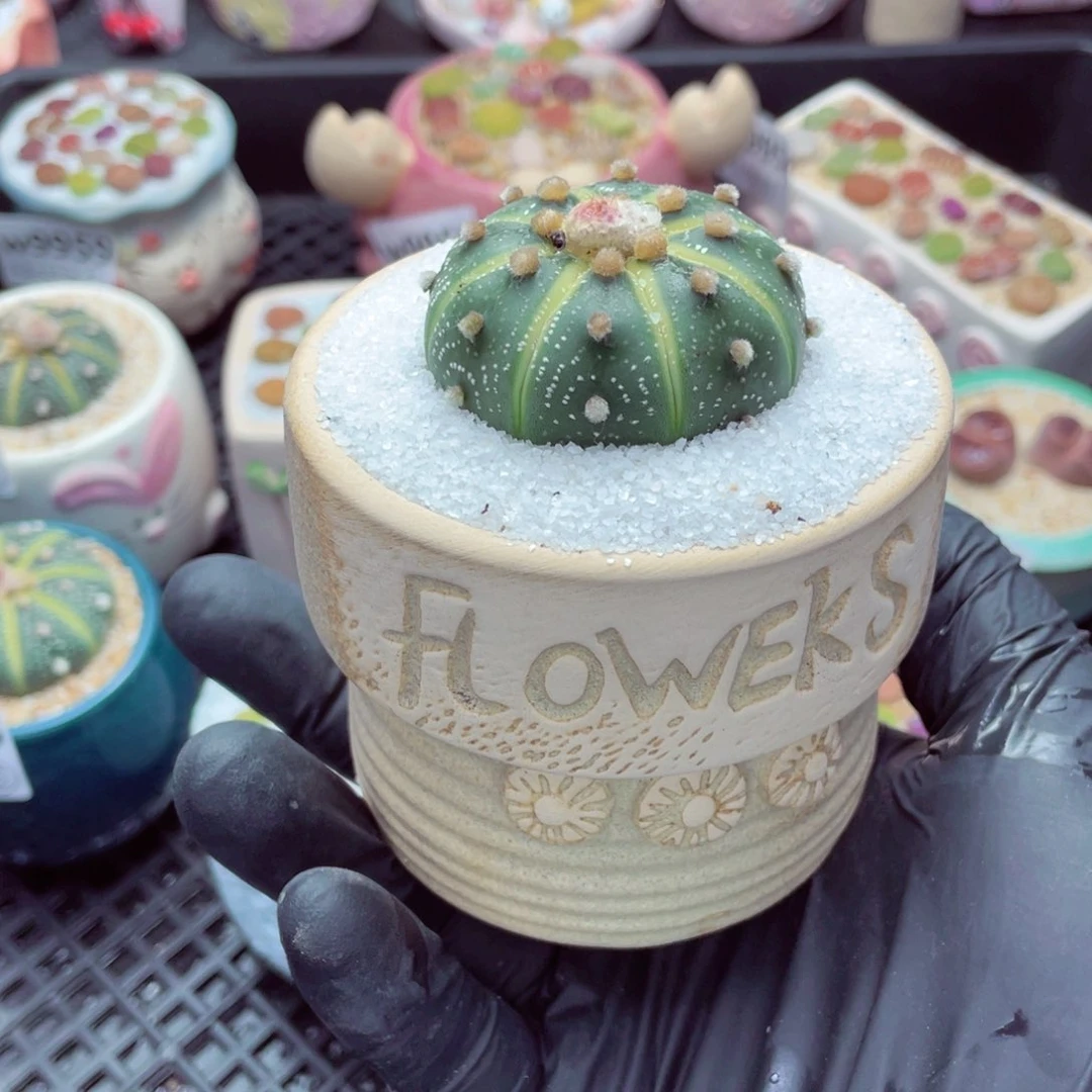 w9964--带盆土发货，一物一拍