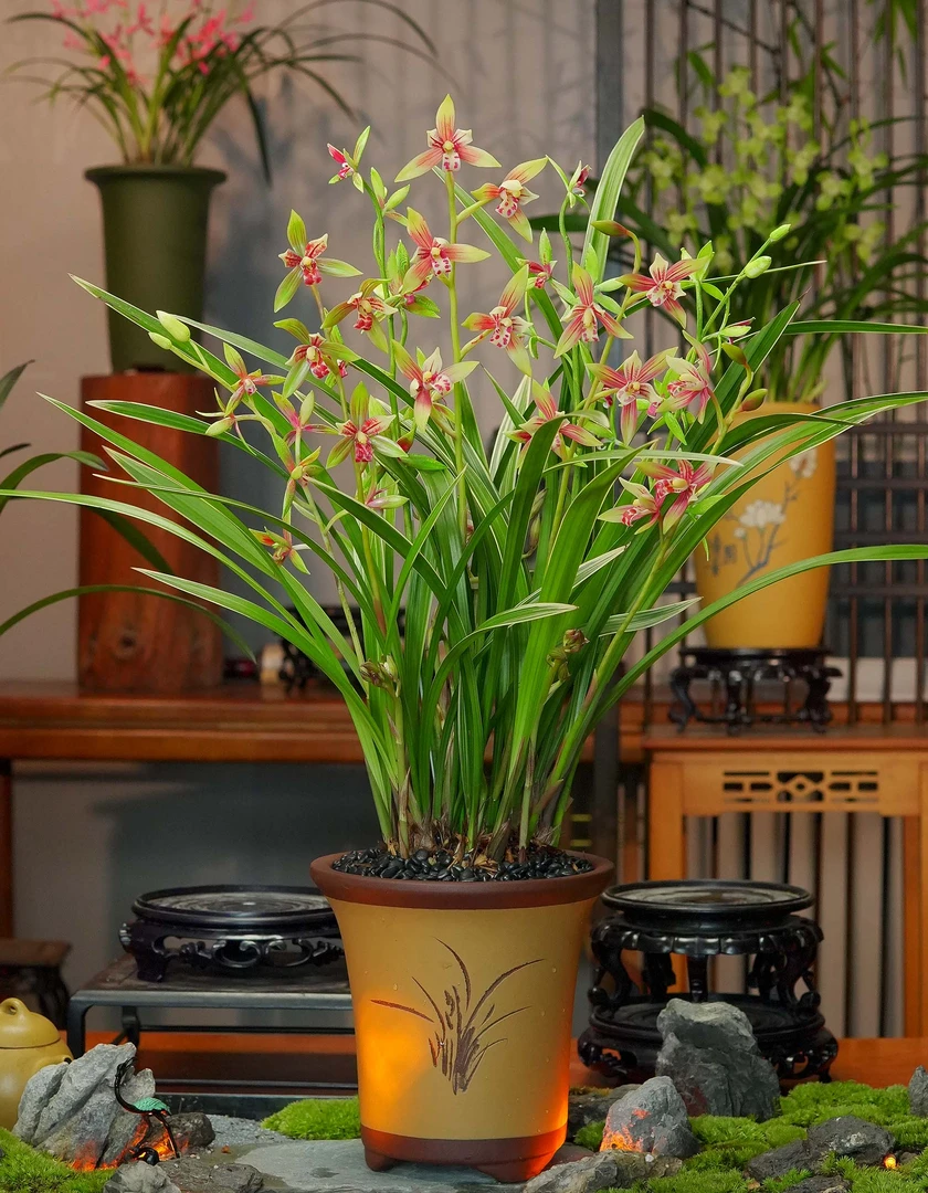 兰花建兰铭品【骊山红带花苞】雕刻紫砂盆兰花室内好养易活