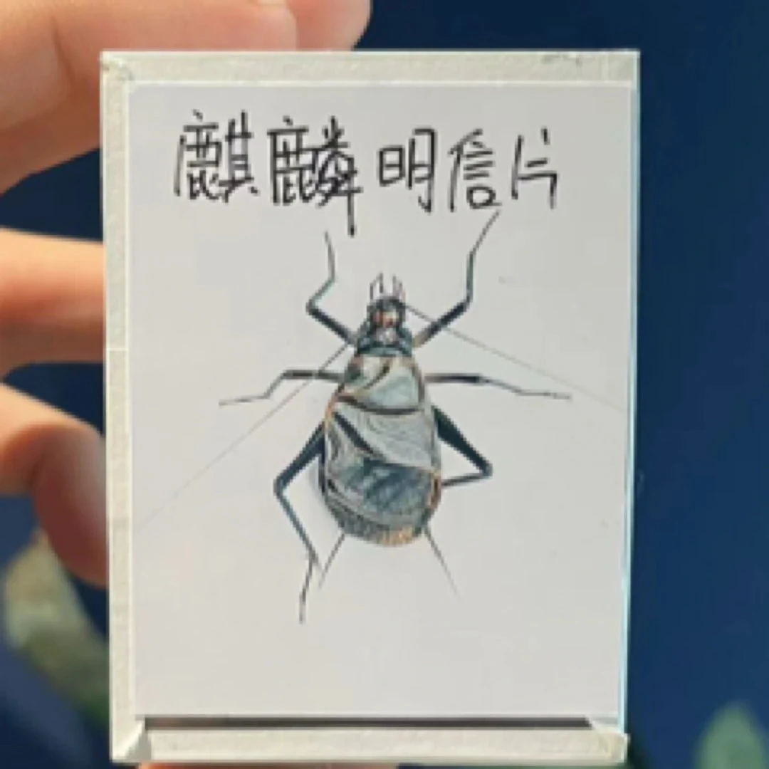 TIGER·麒麟明信片一个