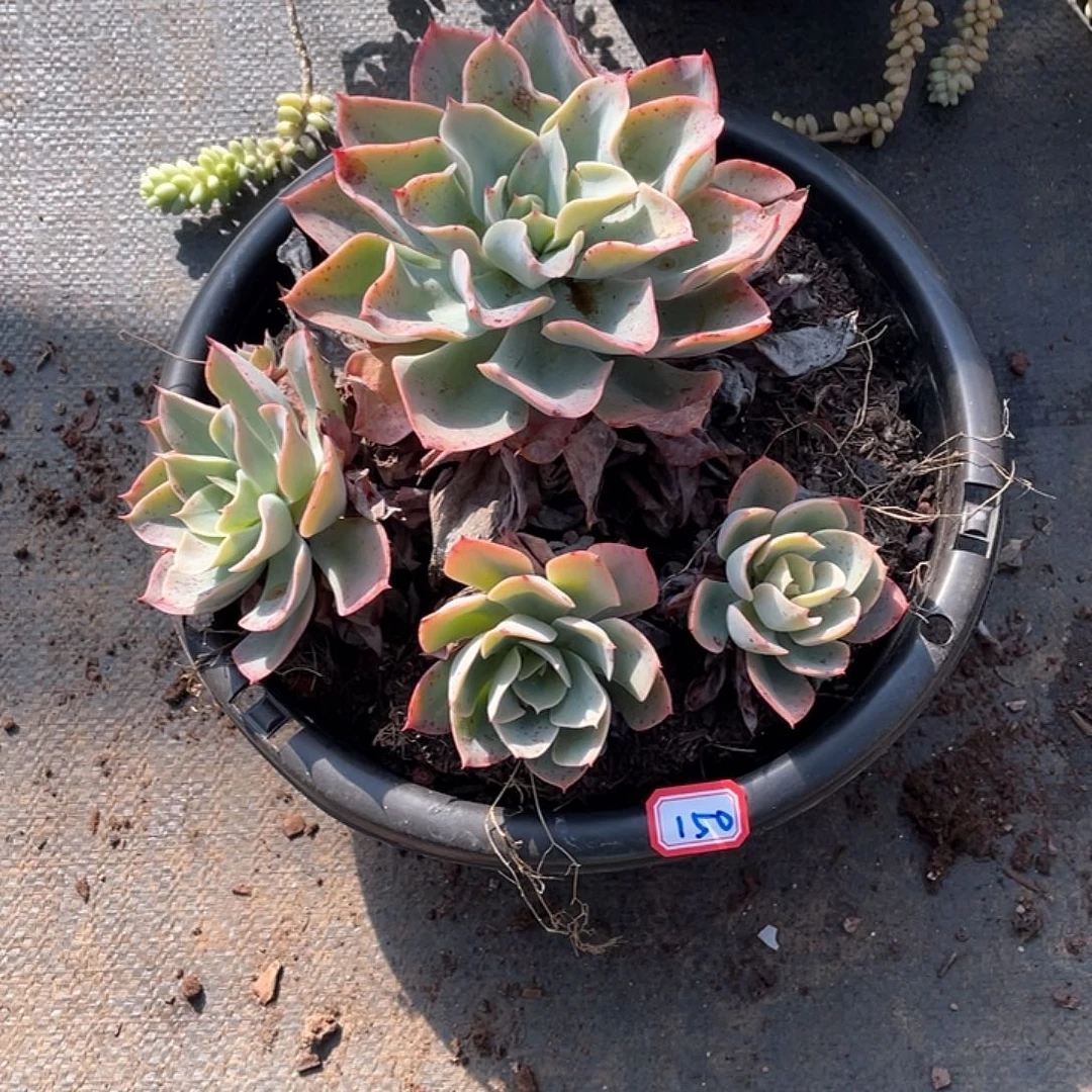 150蓝宫 一物一拍多肉