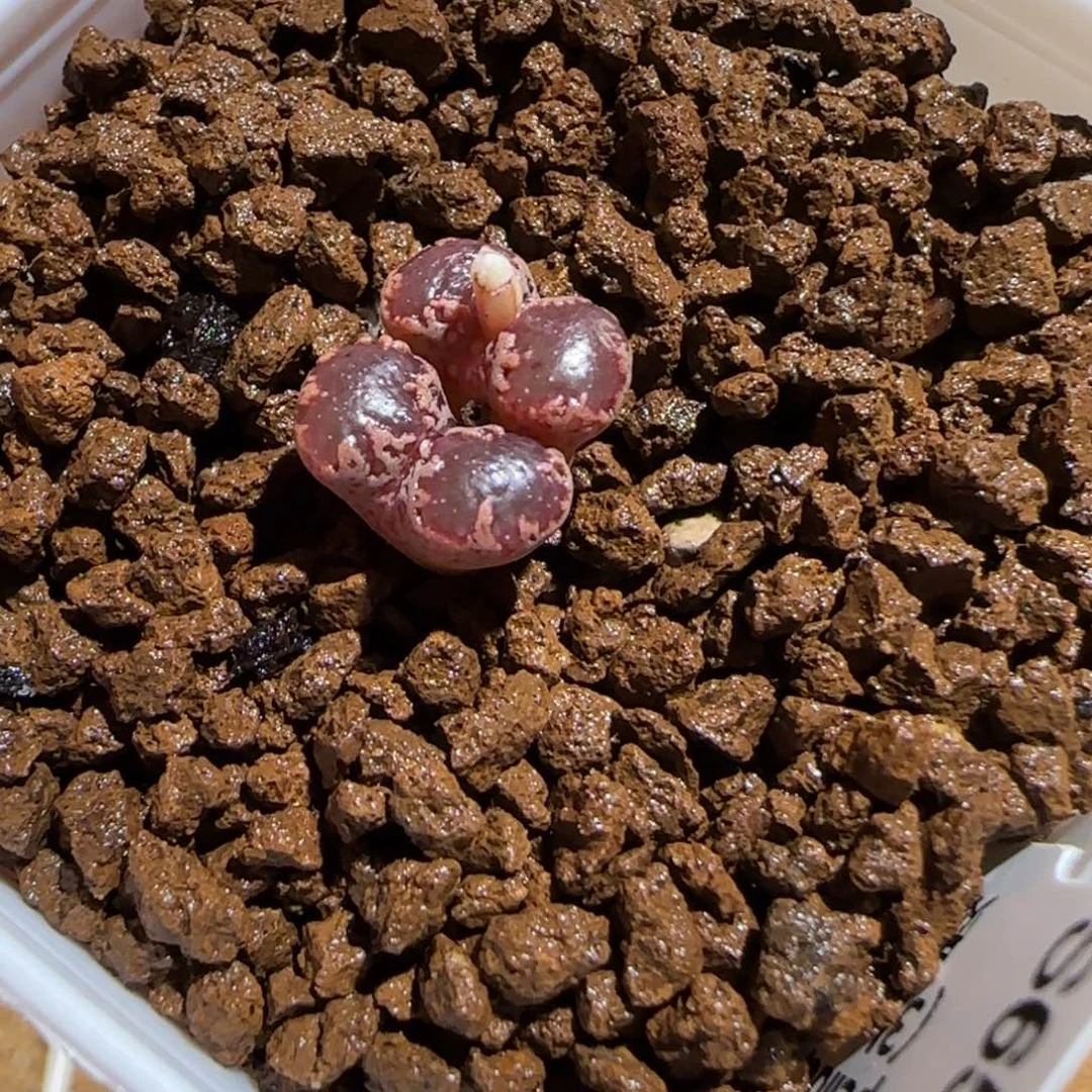 用***3肉锥多肉植物组合-1151